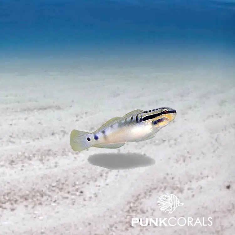 Amblygobius stethophthalmus Kleine Bagger-Grundel