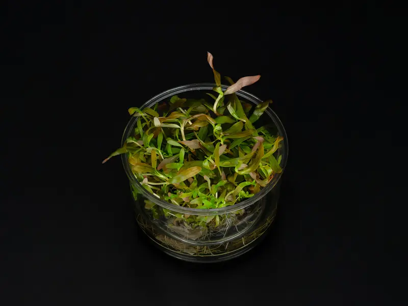 Ammannia gracilis