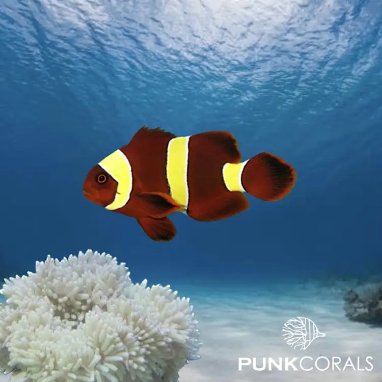 Amphiprion biaculeatus „Gold Nugget“
