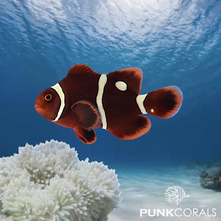 Amphiprion biaculeatus „Golddot Maroon“