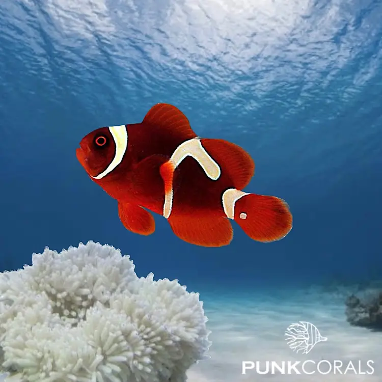 Amphiprion biaculeatus „Goldflake Maroon“