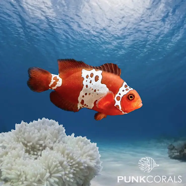 Amphiprion biaculeatus „Lightning Maroon“