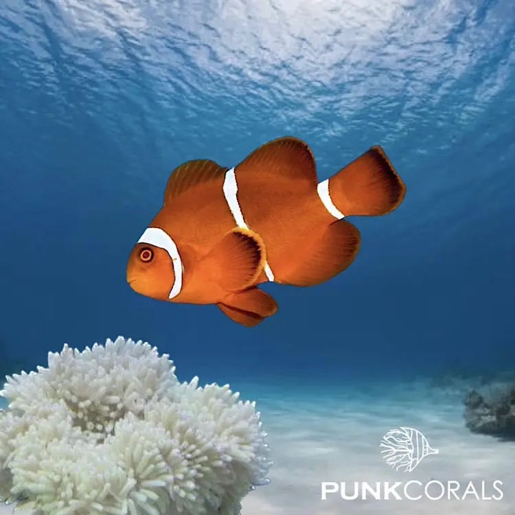 Amphiprion biaculeatus – Samt-Anemonenfisch