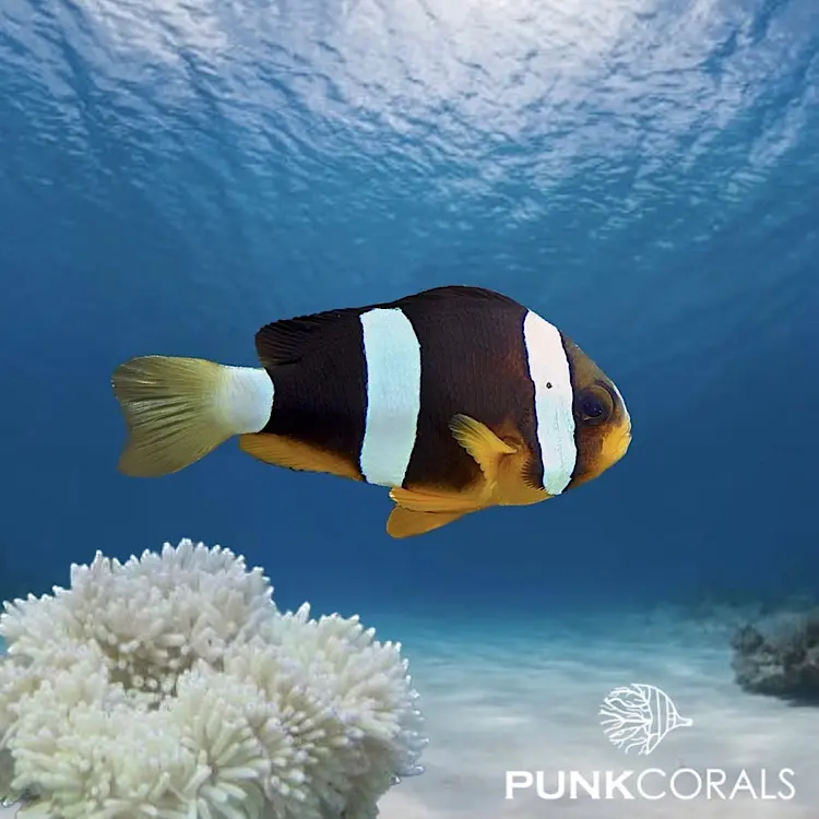 Amphiprion chrysogaster – Mauritius-Anemonenfisch