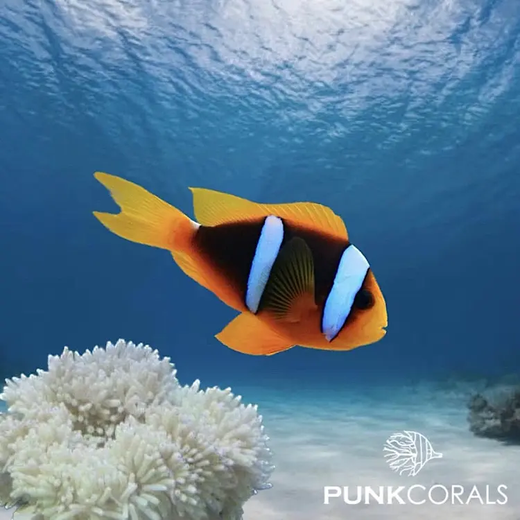 Amphiprion chrysopterus – Blaubinden-Anemonenfisch