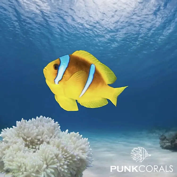 Amphiprion clarkii – Clarks Anemonenfisch
