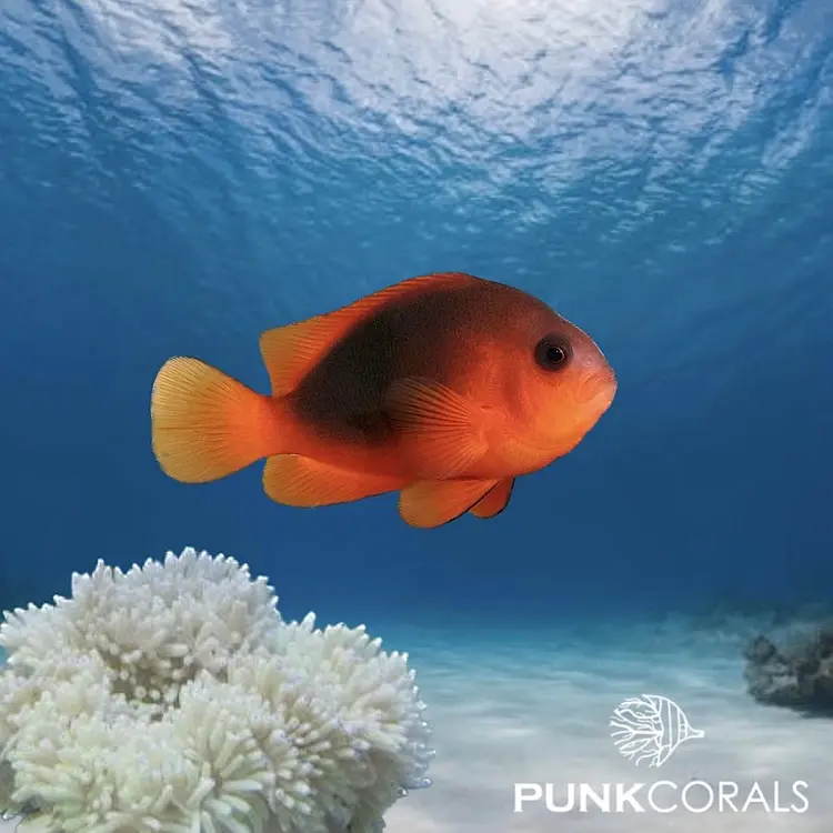 Amphiprion ephippium – Glühkohlen-Anemonenfisch