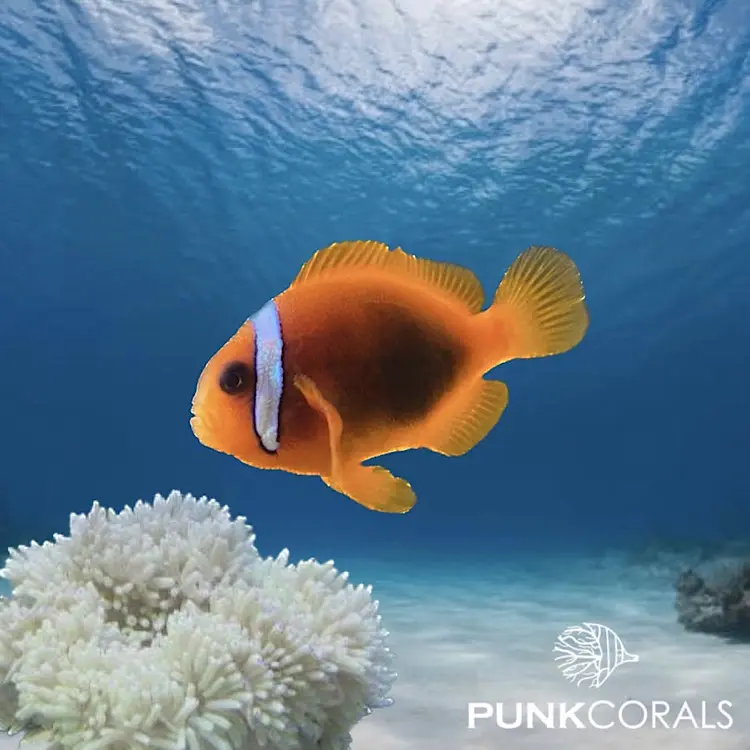 Amphiprion frenatus – Weißbinden-Glühkohlen-Anemonenfisch