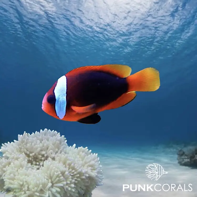 Amphiprion melanopus – Schwarzflossen-Anemonenfisch
