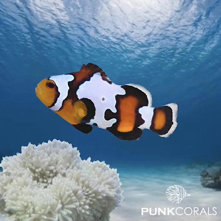 Amphiprion ocellaris „Black Ice Snowflake“ – Designer-Clownfisch