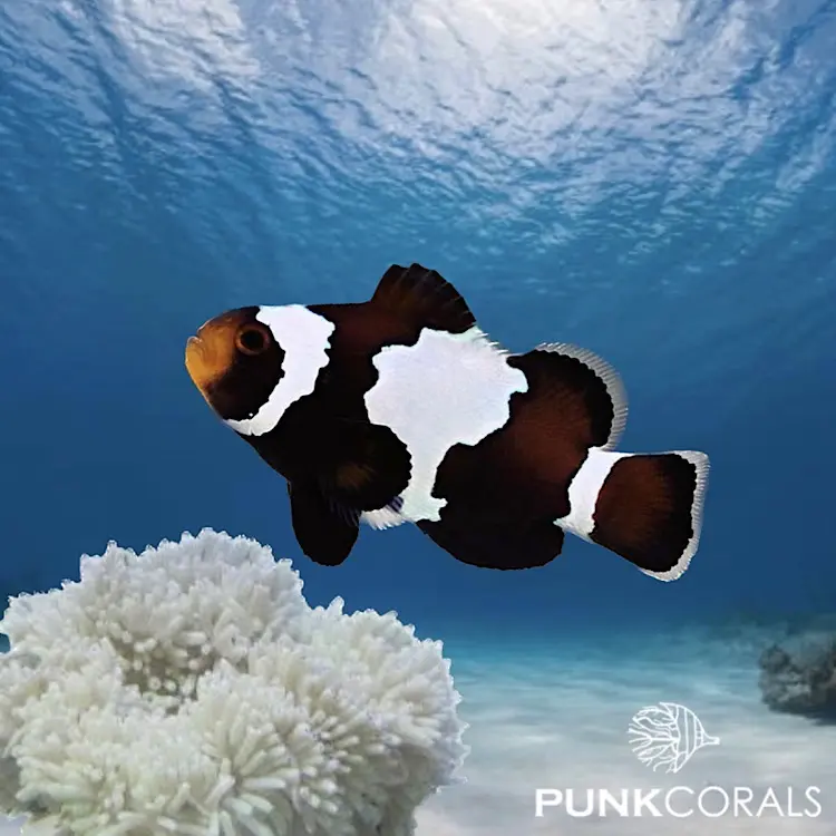 Amphiprion ocellaris „Black Snowflake“ – Designer-Clownfisch