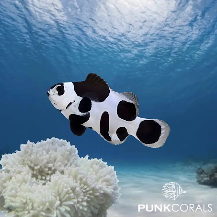 Amphiprion ocellaris „Black Storm“ – Designer-Clownfisch