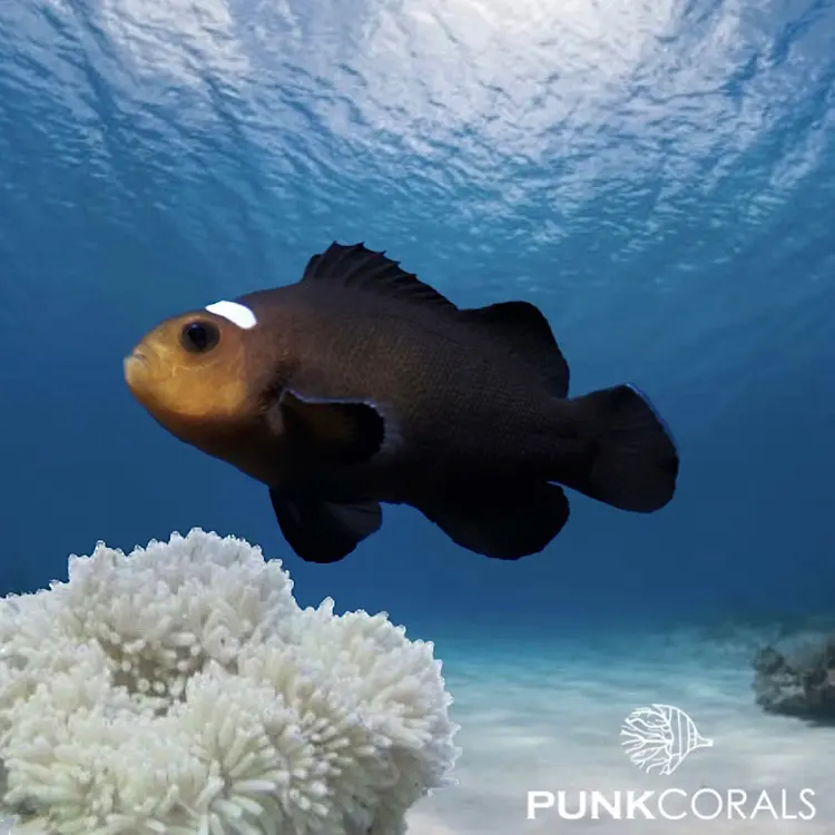 Amphiprion ocellaris „Domino“ – Designer-Clownfisch