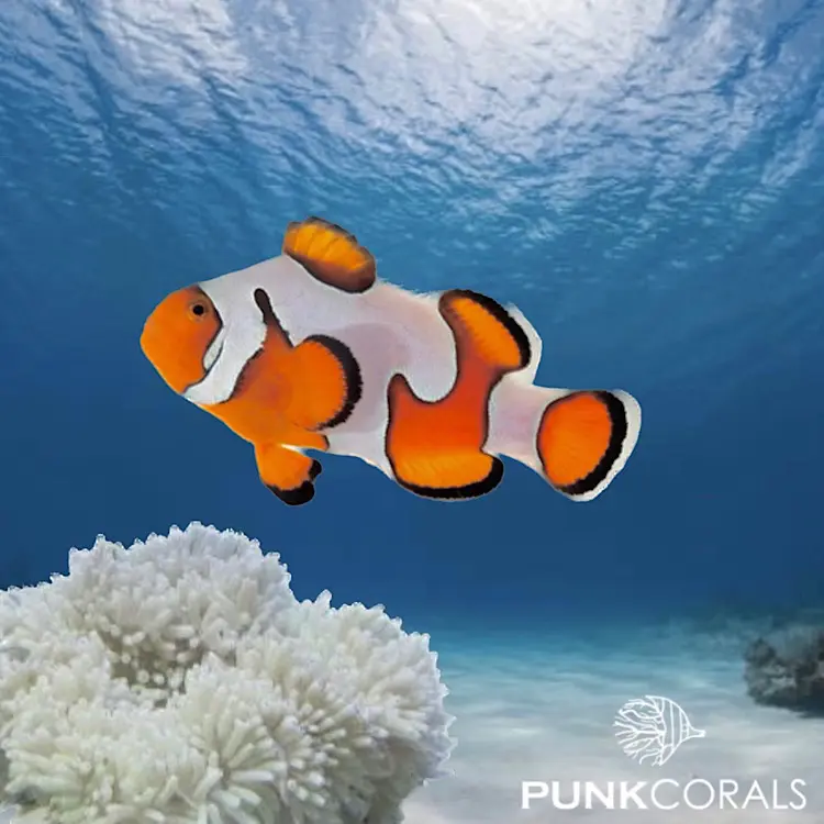 Amphiprion ocellaris „Extreme Gladiator“ – Designer-Clownfisch