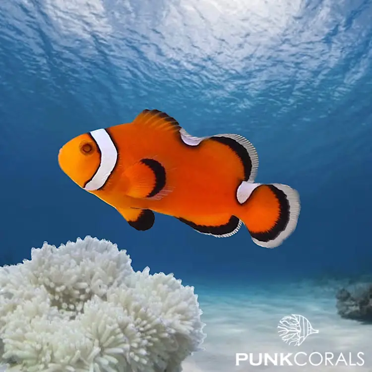Amphiprion ocellaris „Extreme Misbar“ – Designer-Clownfisch