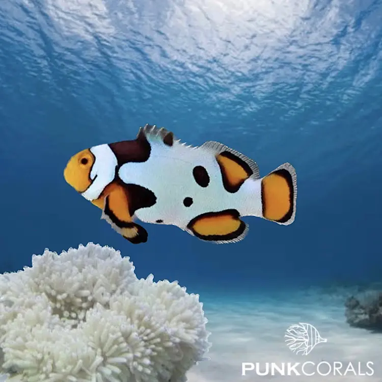 Amphiprion ocellaris „Extreme Picasso“ – Designer-Clownfisch