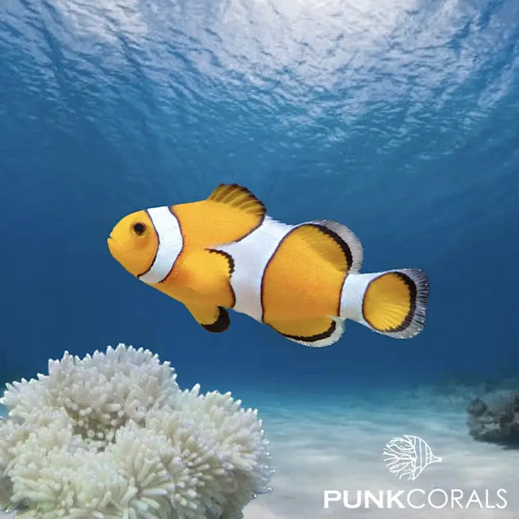 Amphiprion ocellaris – Falscher Clownfisch Nachzucht