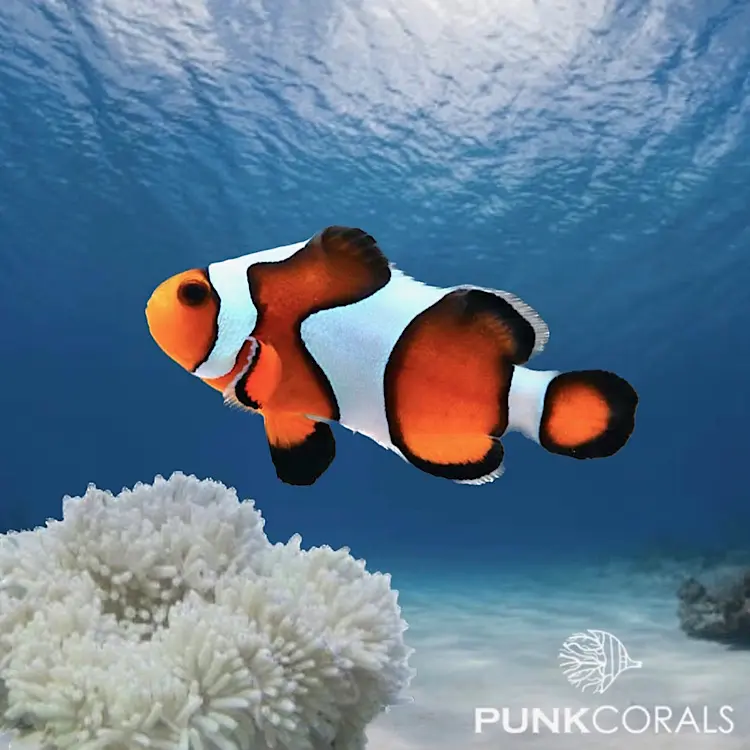 Amphiprion ocellaris „Gladiator“ – Designer-Clownfisch