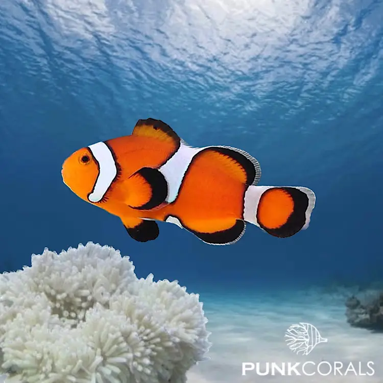 Amphiprion ocellaris „Misbar“ – Designer-Clownfisch