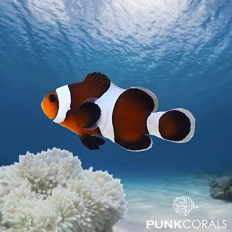 Amphiprion ocellaris „Mocha“ – Designer-Clownfisch