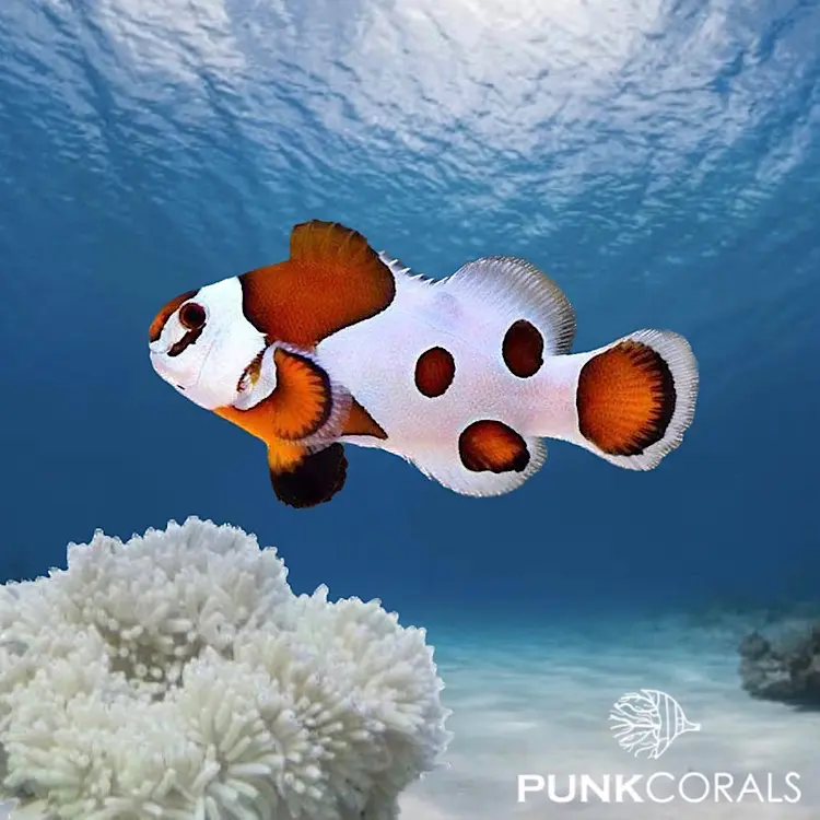 Amphiprion ocellaris „Mocha Storm“ – Designer-Clownfisch