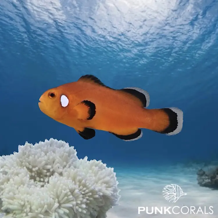 Amphiprion ocellaris „Naked Mocha“ – Designer-Clownfisch
