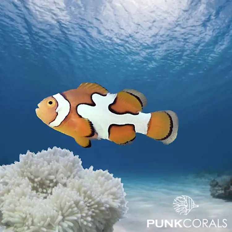 Amphiprion ocellaris „Picasso“ – Designer-Clownfisch