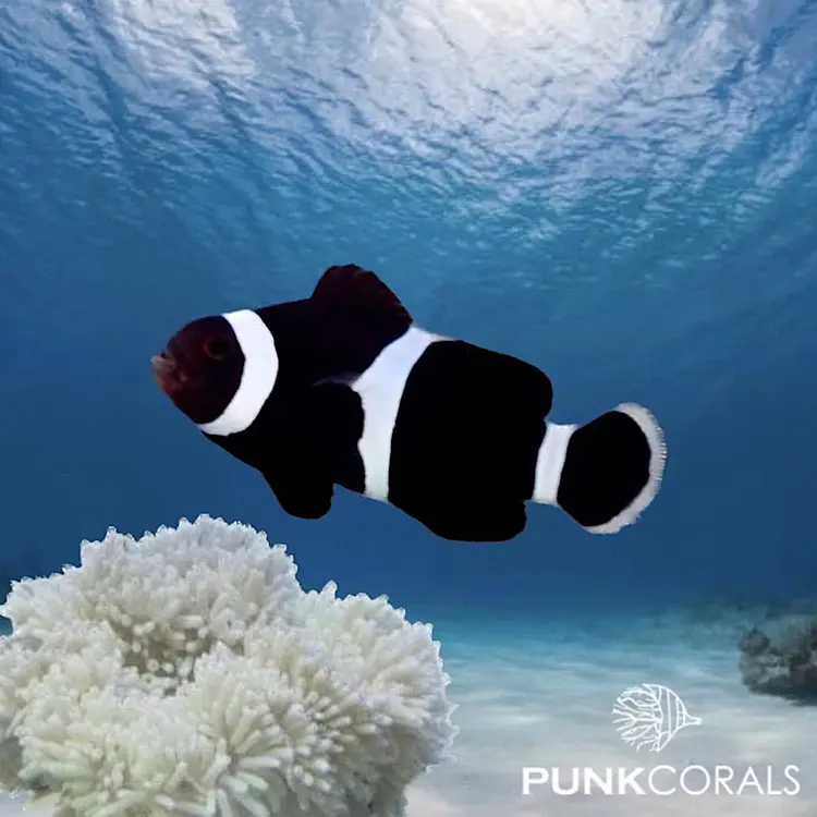Amphiprion ocellaris – Schwarzer Falscher Clownfisch