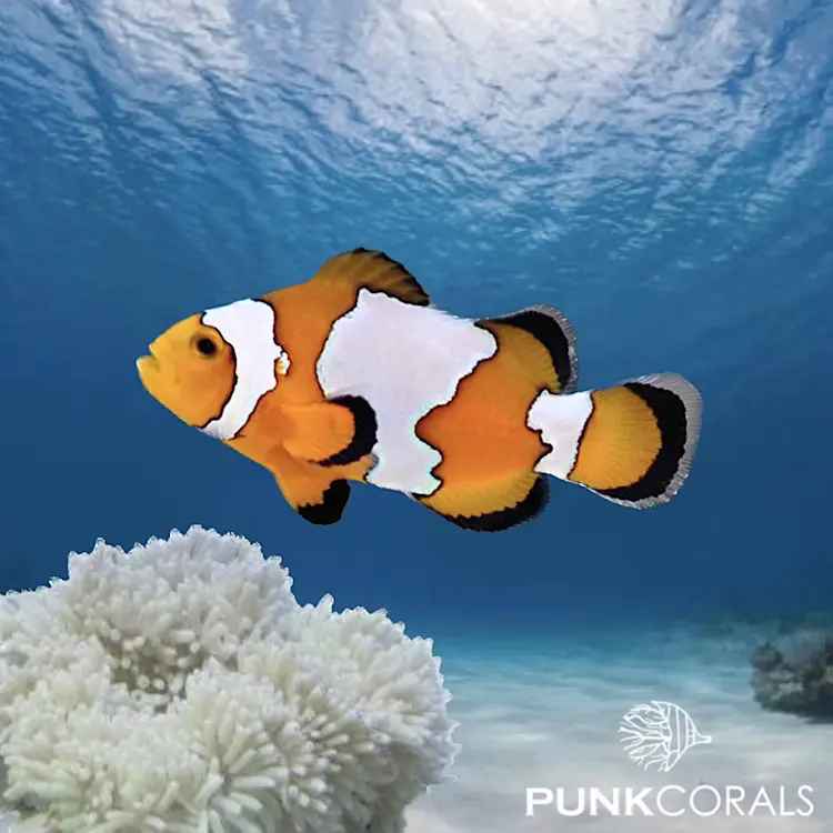Amphiprion ocellaris „Snowflake“ – Designer-Clownfisch