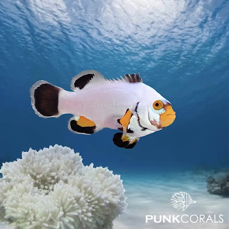 Amphiprion ocellaris „Wyoming White“ – Designer-Clownfisch