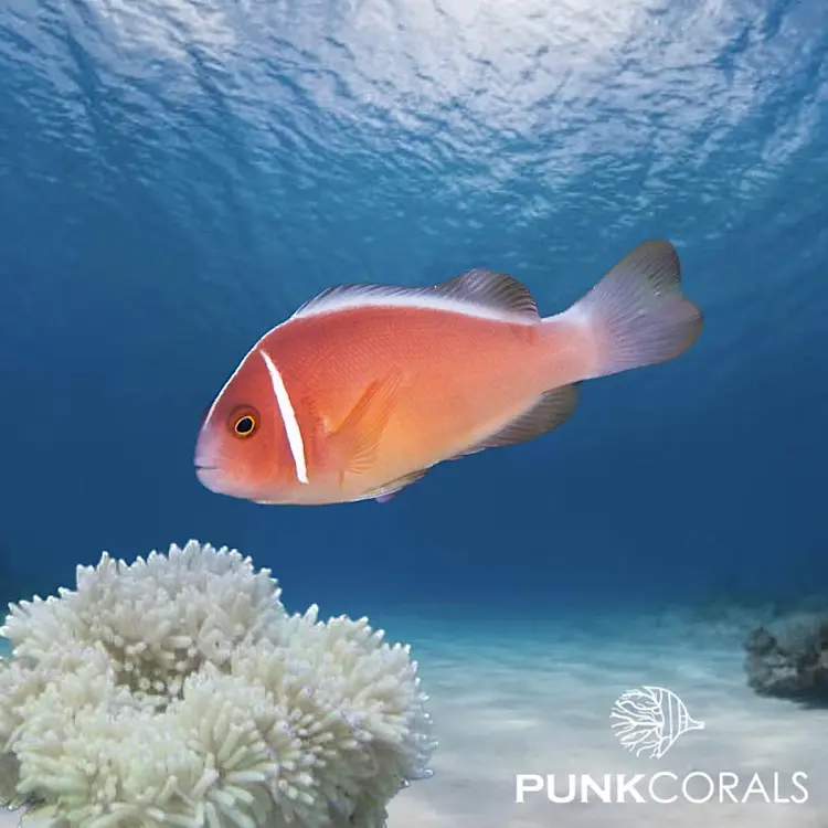 Amphiprion perideraion – Halsband-Anemonenfisch