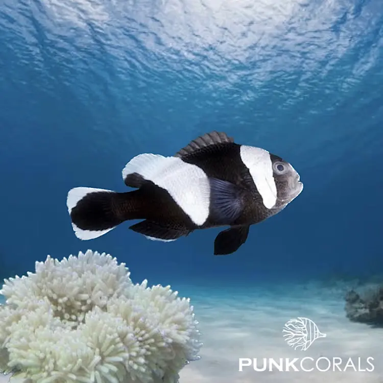 Amphiprion polymnus – Sattelfleck-Anemonenfisch