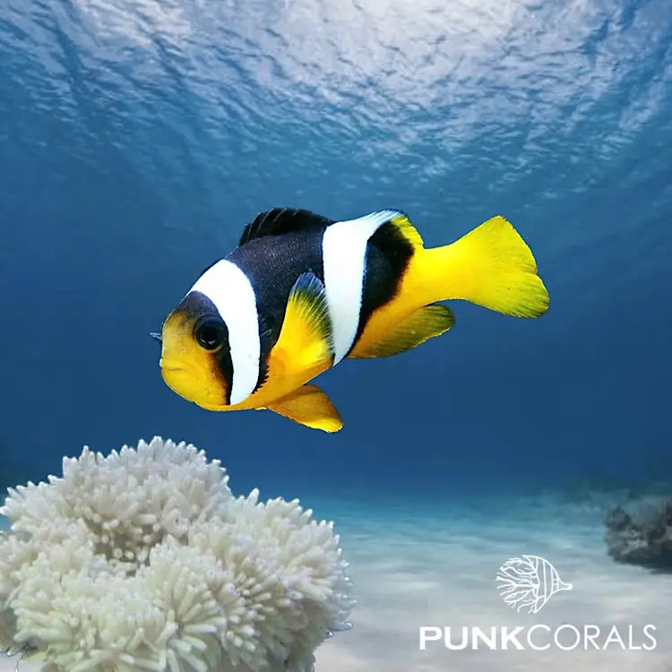 Amphiprion sebae – Sebae-Anemonenfisch