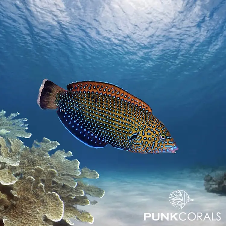 Anampses caeruleopunctatus Blautüpfel-Junker