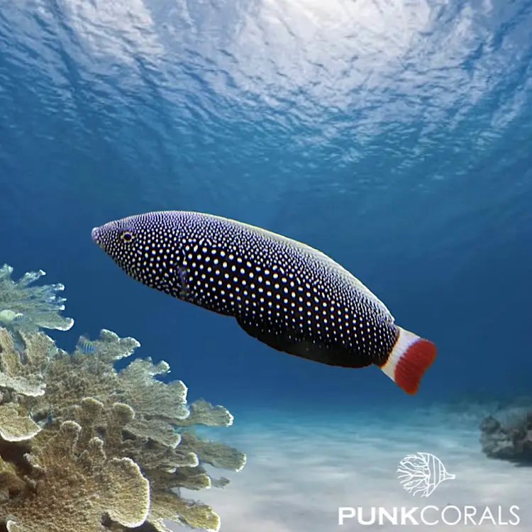 Anampses chrysocephalus Perlenketten-Junker