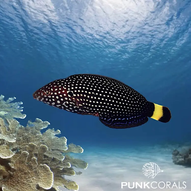 Anampses melanurus Weißpunkt-Perllippfisch