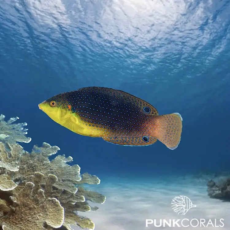 Anampses twistii Gelbbrust-Lippfisch