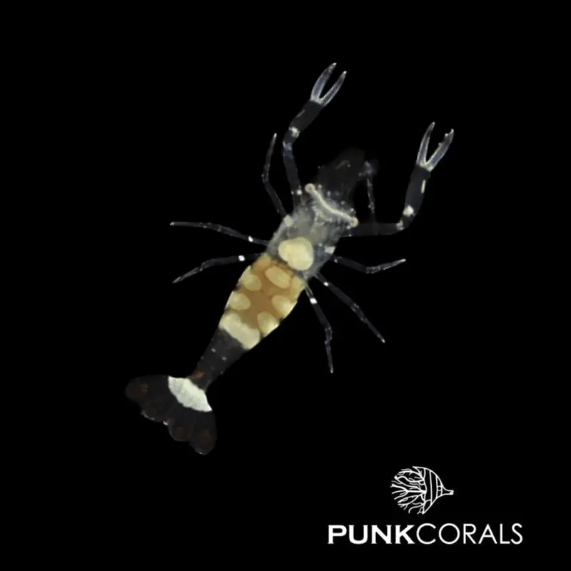 Ancylocaris brevicarpalis Pfauenaugen-Anemonengarnele