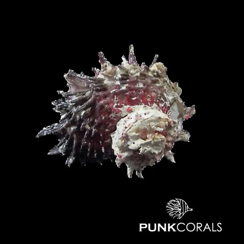 Angaria sp. Stachelige Turbanschnecke