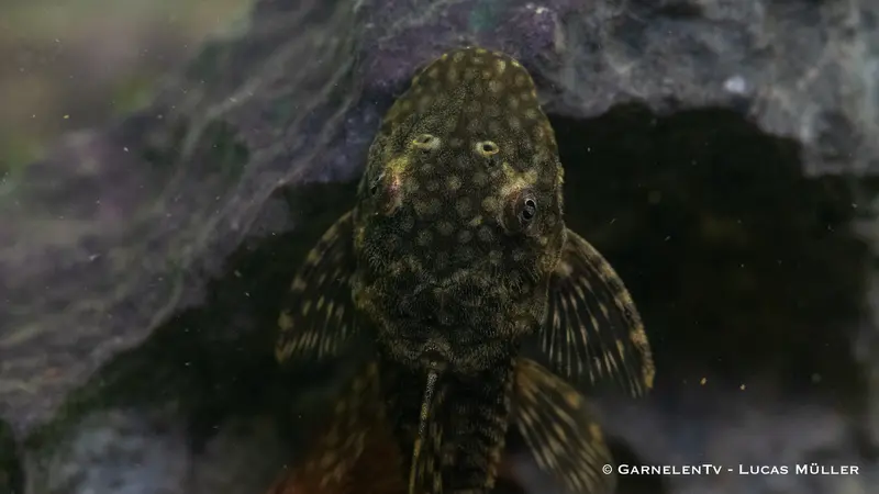 Antennenwels - Ancistrus sp.