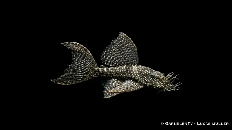 Antennenwels Schleier - Ancistrus spec