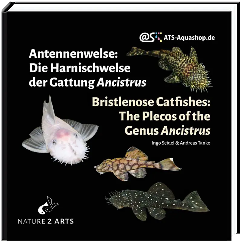 Antennenwelse