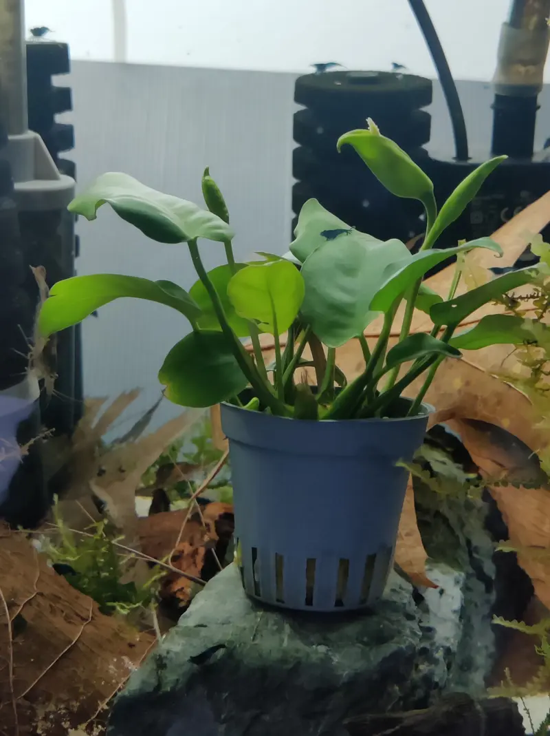 Anubias barteri im Topf