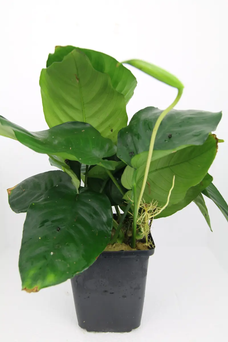 Anubias Barteri Mutterpflanze