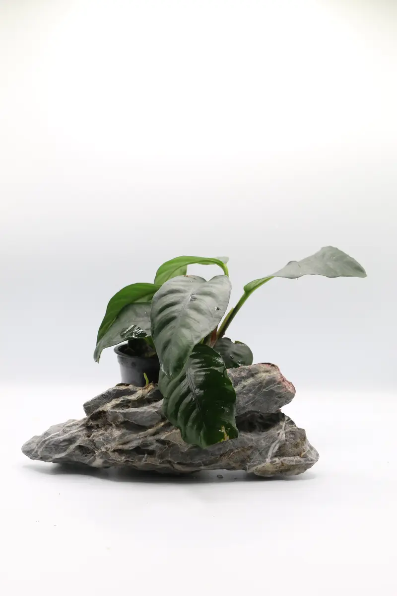Anubias barteri var. coffeifolia
