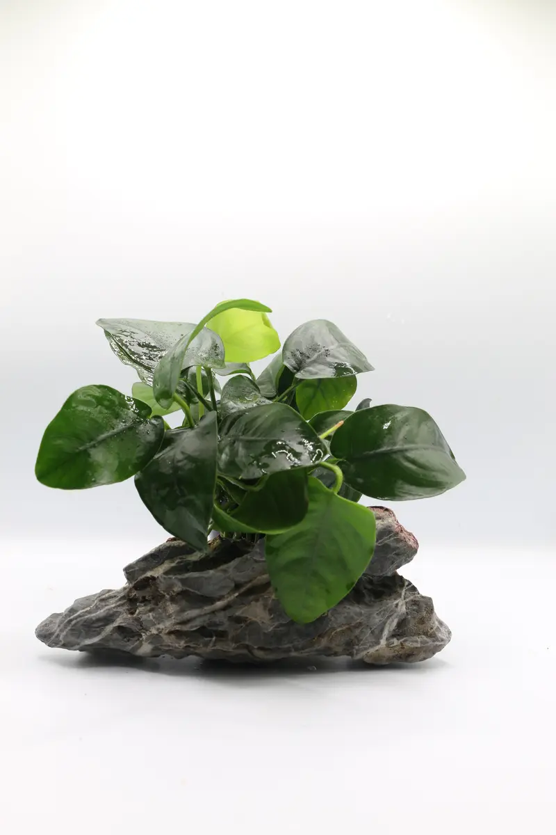 Anubias barteri var, nana