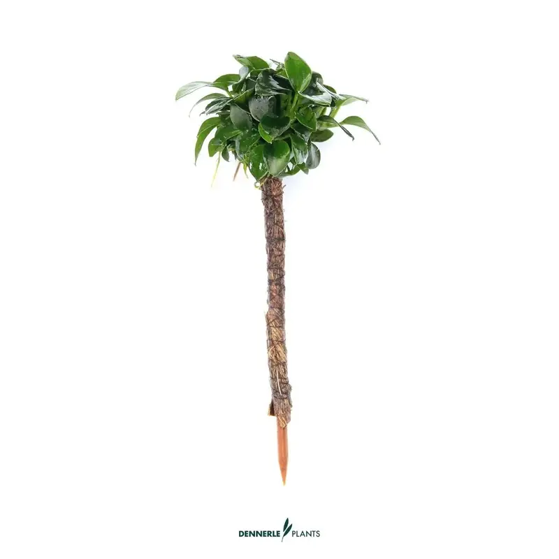 Anubias Bonsai-Palme / Dennerle-Plants
