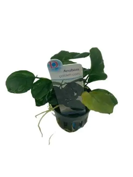 Anubias 'Golden coin'