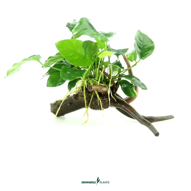 Anubias nana auf Spiderwood / Dennerle-Plants