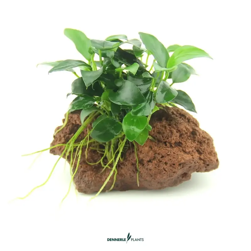 Anubias nana Bonsai auf Naturstein / Dennerle-Plants